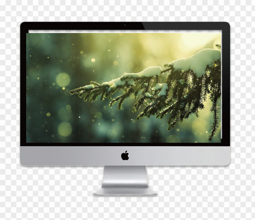 Tablet High-definition Television Pine Video Tree Wallpaper PNG