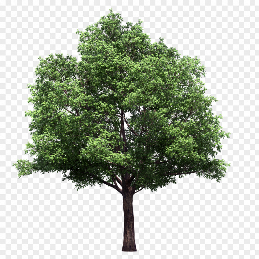 Tree Lindens Plant PNG