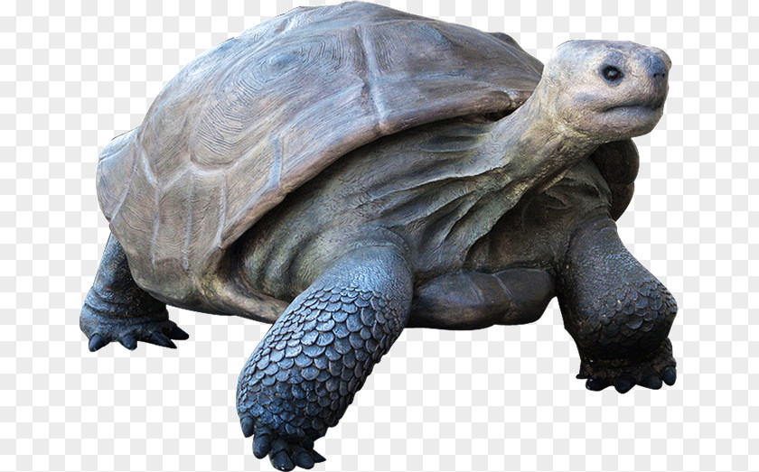 Turtle Galápagos Islands Reptile Tortoise Giant PNG
