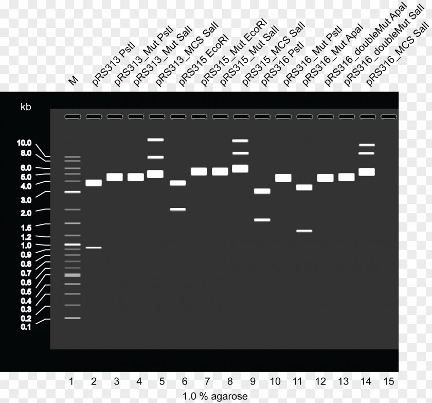 Vector International Genetically Engineered Machine Plasmid Restriction Site Enzyme Agarose PNG