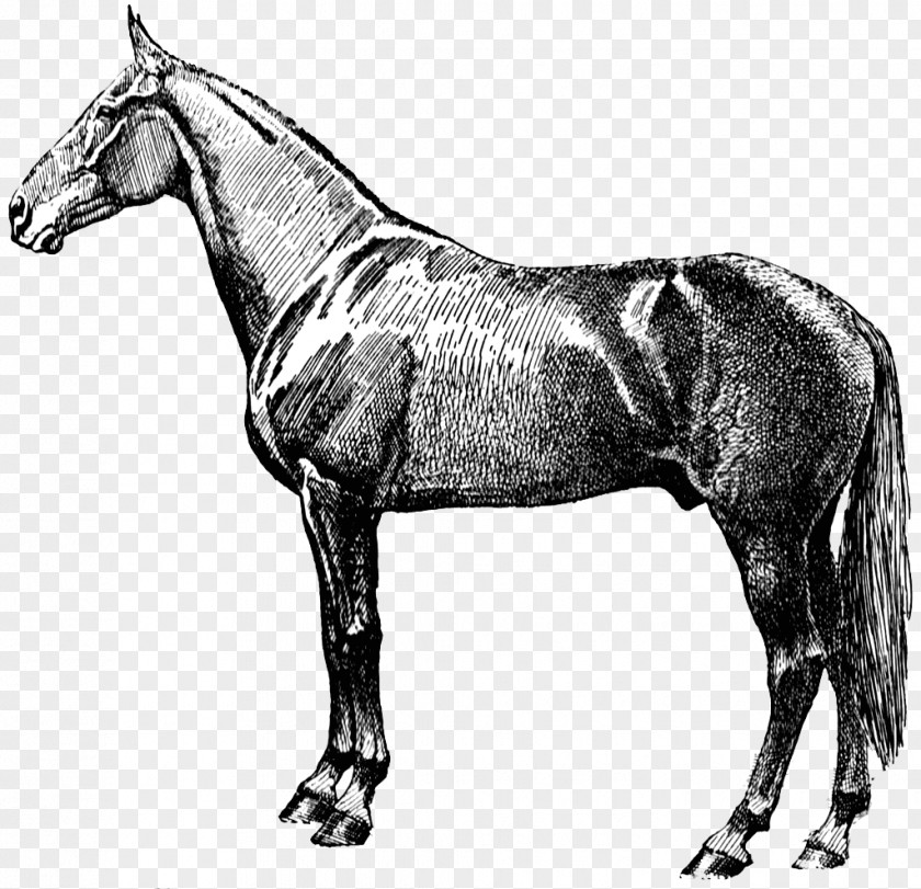 Victorian Horse Cliparts Equestrian Clip Art PNG