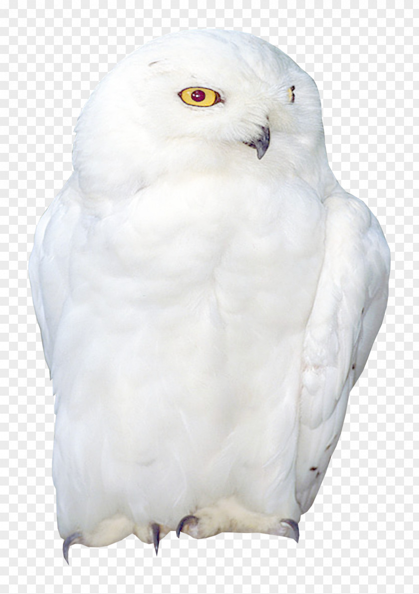 Birds Owl Bird Domestic Pigeon Cygnini PNG