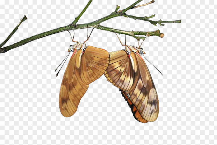 Dragonflies Silkworm Moth PNG