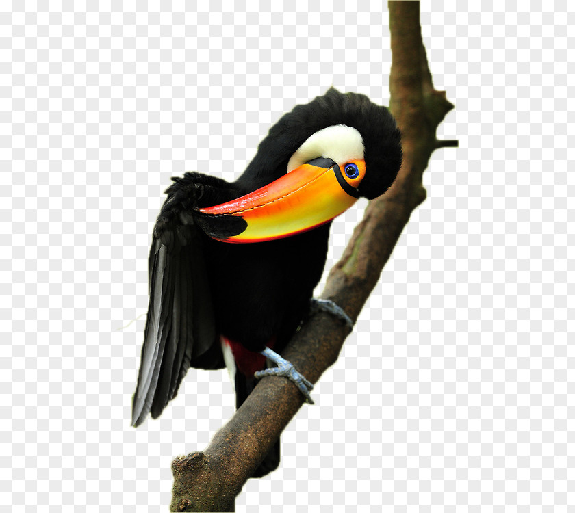 Food Web For The Amazon Rainforest Toucan Bird Toco Parrot Beak Keel-billed PNG