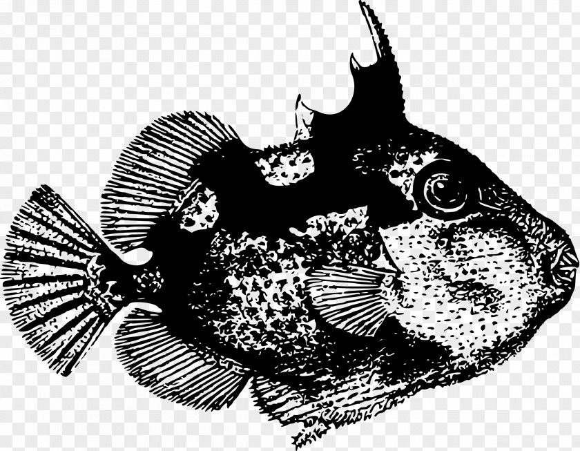 Marine Fish Drawing Starry Triggerfish PNG