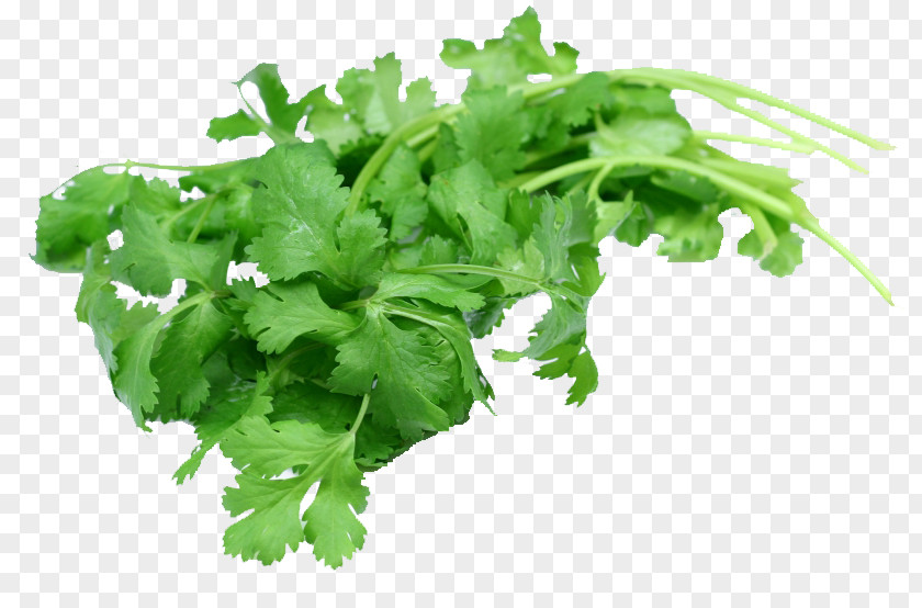 Parsley Coriander Indian Cuisine Thai Herb Flavor PNG