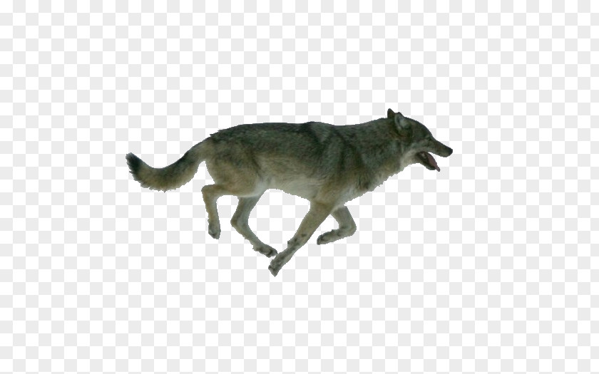 3d Dog Isle Royale Arctic Wolf Walking Moose PNG