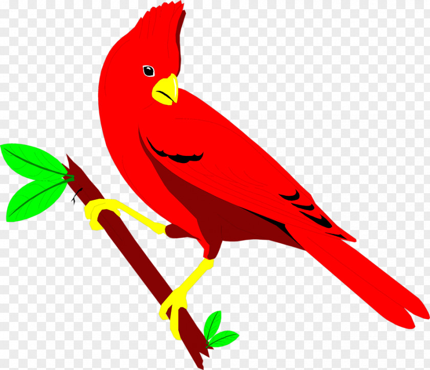 Cardinal St. Louis Cardinals Northern Bird Clip Art PNG