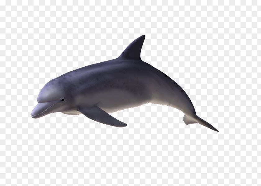 Delfines Spinner Dolphin Common Bottlenose Short-beaked Tucuxi Rough-toothed PNG