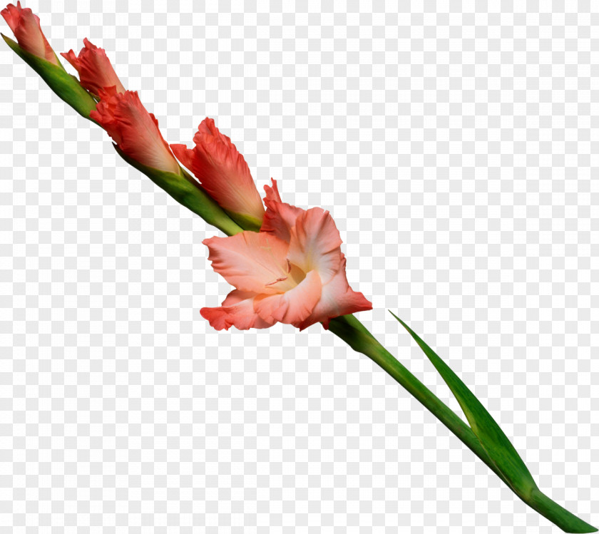 Gladiolus Artificial Flower Plant Stem Bouquet Wedding PNG