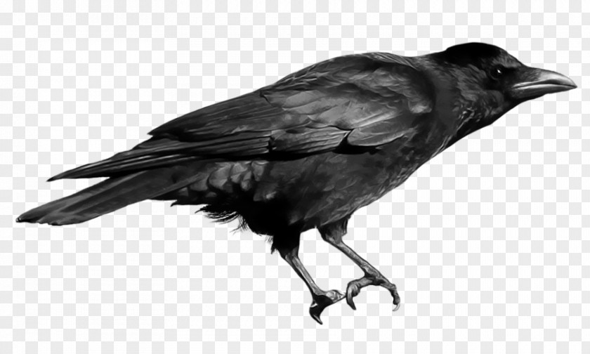 Raven Crow Clip Art PNG
