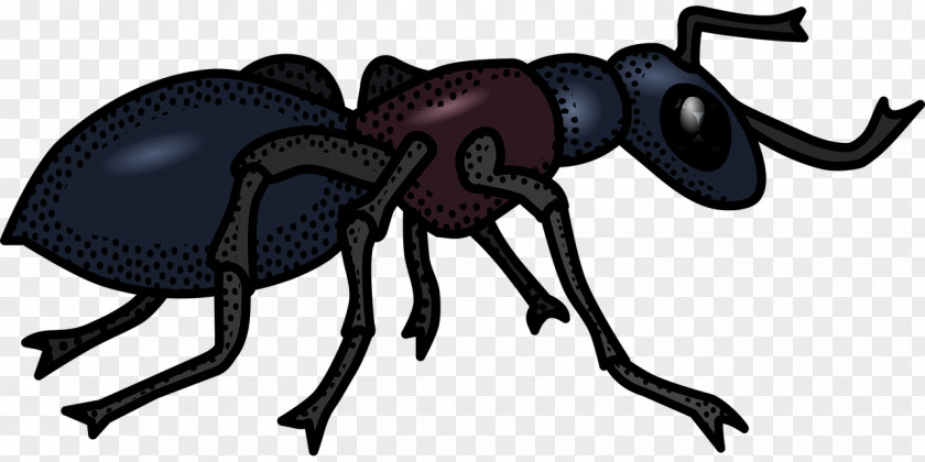 Robust Ants Ant Black And White Clip Art PNG
