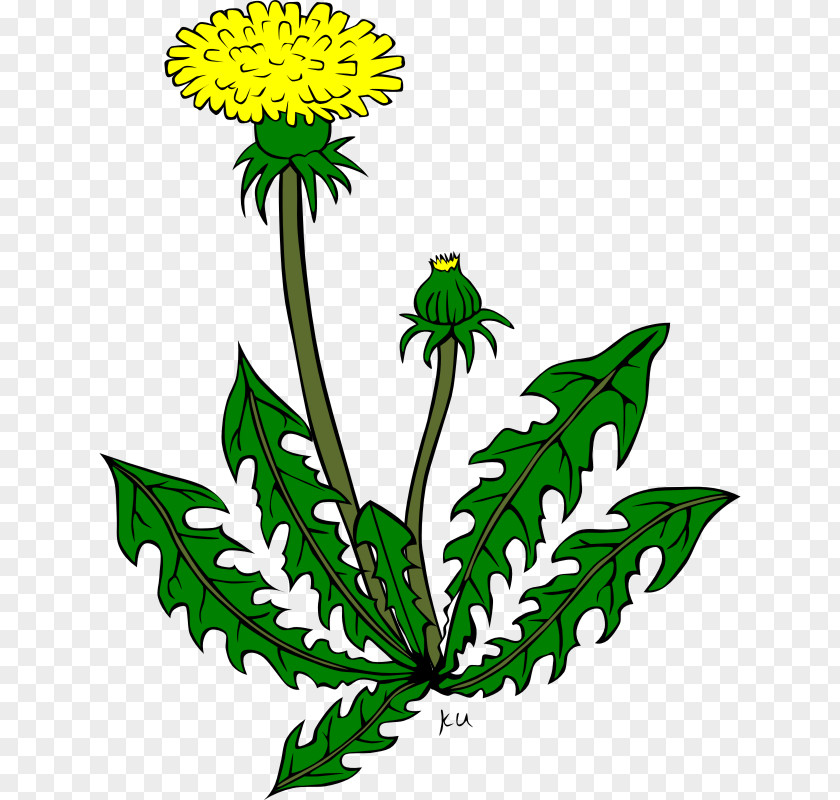 Dandilion Cartoon Clip Art Vector Graphics Common Dandelion Openclipart Free Content PNG