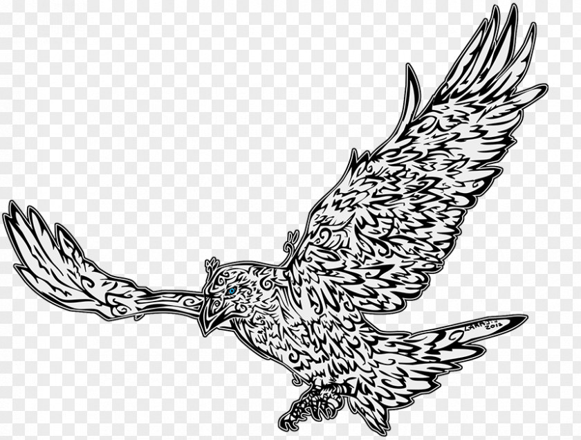 Eagle Owl Line Art Hawk Beak PNG