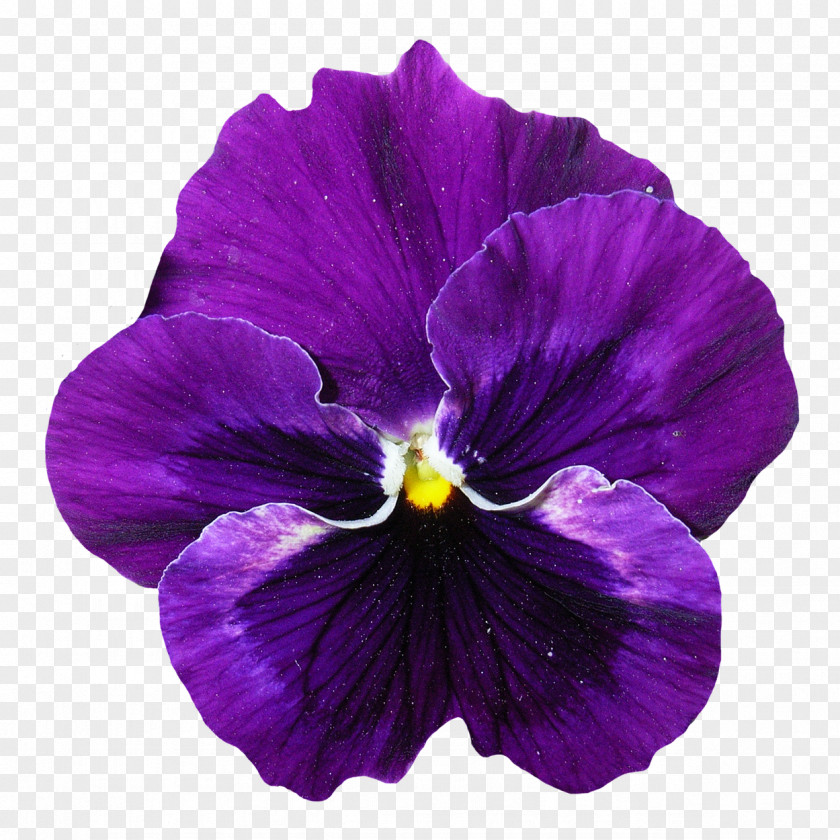 Pansy Flower Violet PNG