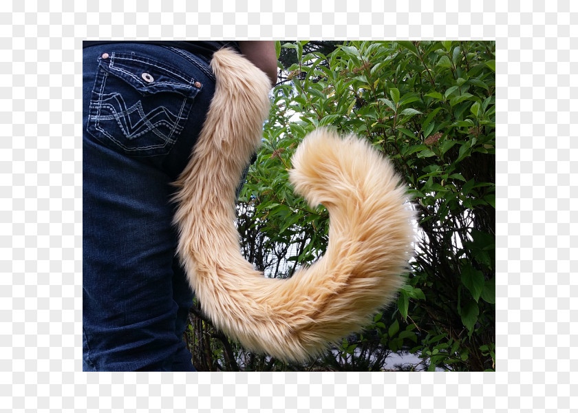 Cat Tail Felidae Fur Image PNG