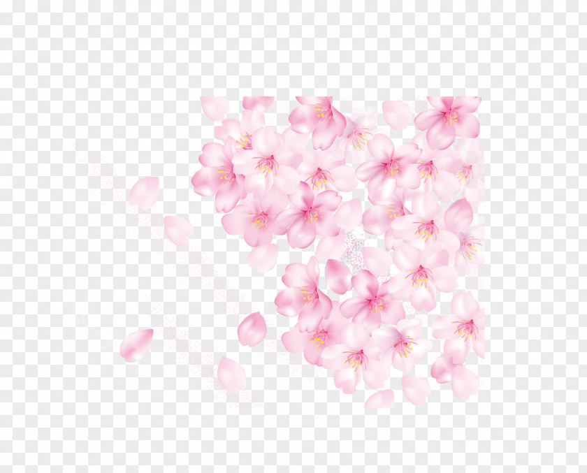 Cherry Blossom Petals Petal Pink PNG