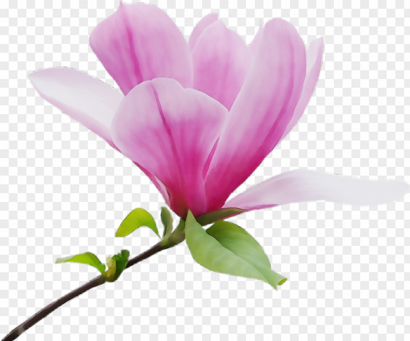 Chinese Magnolia Perennial Plant Family Tree Background PNG