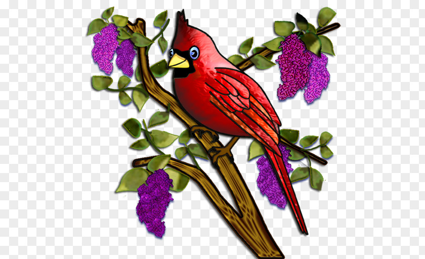 Lilac Flower Bird St. Louis Cardinals Drawing Clip Art PNG