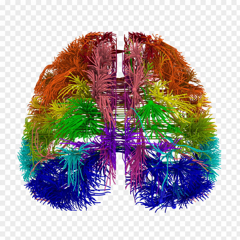 Neuron Blue Brain Project Wiring Diagram Connectome PNG