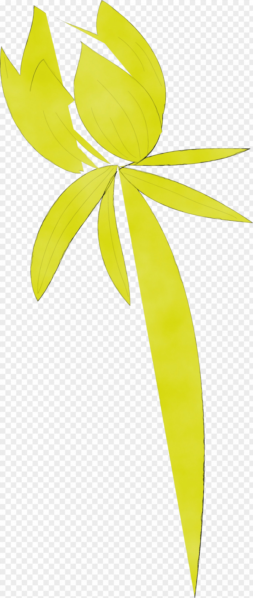 Plant Stem Leaf Yellow Line Meter PNG