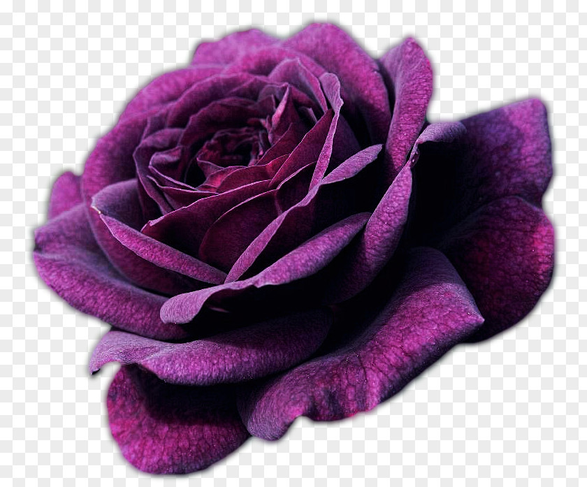 Rose Purple Flower Shrub Seed PNG