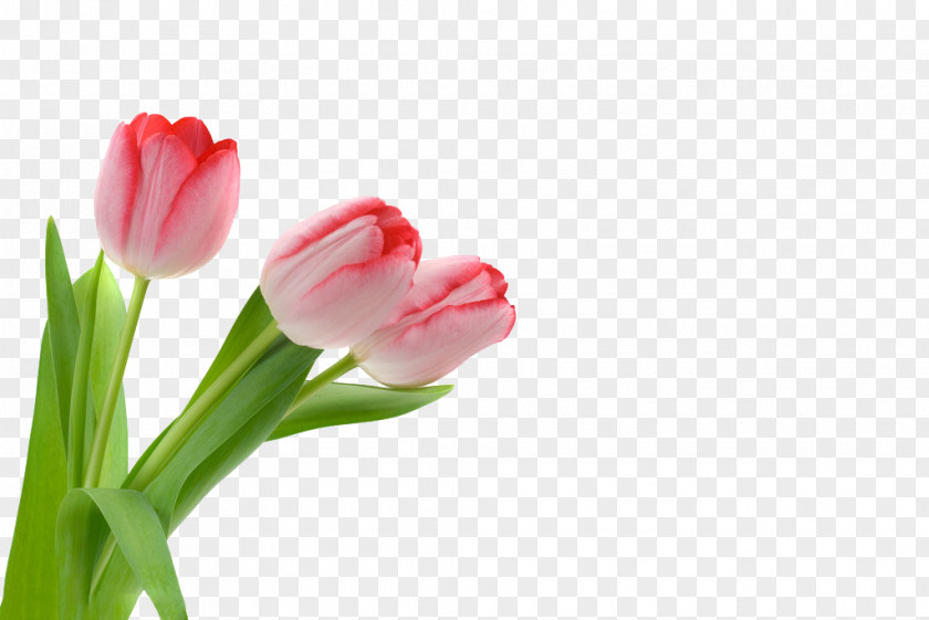 Tulip Flowers Flower PNG