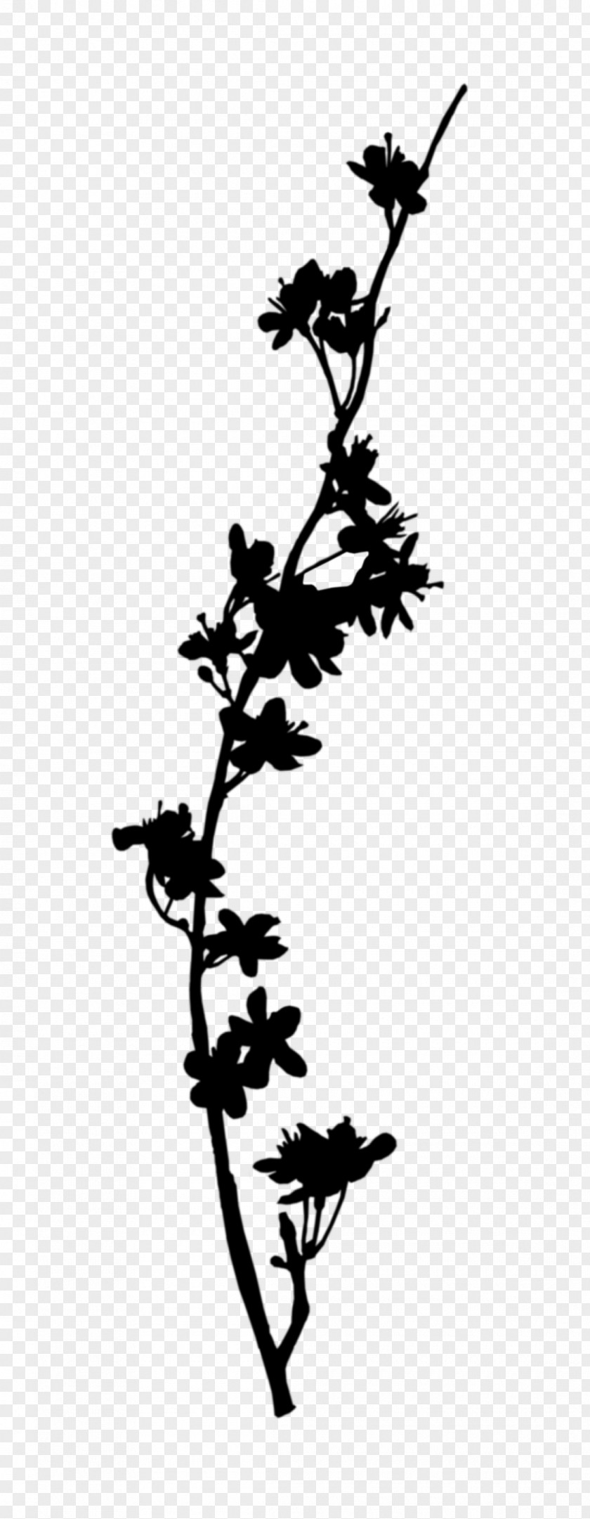 Twig Plant Stem Flower Leaf Line PNG