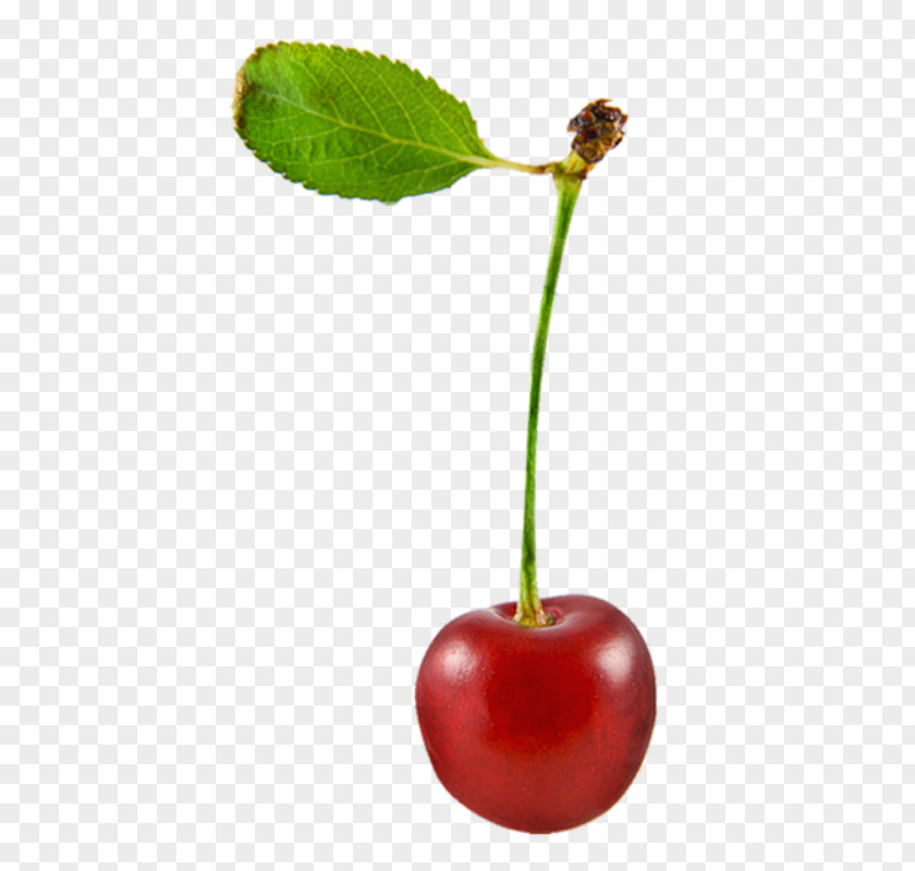 Cherry Sweet Cerasus Food Fruit PNG