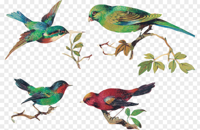 Evolution Of Birds Aves Bird Nest Clip Art Flying Image PNG