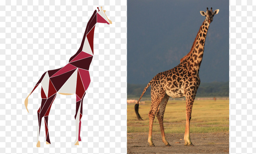 Gold Sequins Powder Masai Giraffe What Is A Giraffe? Okapi Reticulated Serengeti National Park PNG