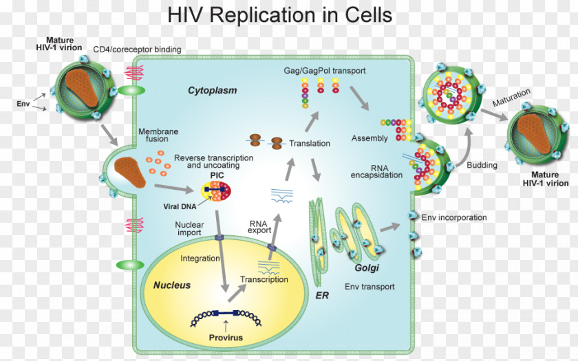 Hiv Virion Virus HIV/AIDS Clip Art Infection Host PNG
