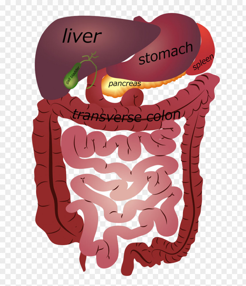 Model Of Human Organs Food Eating Health Detoxification Chewing PNG