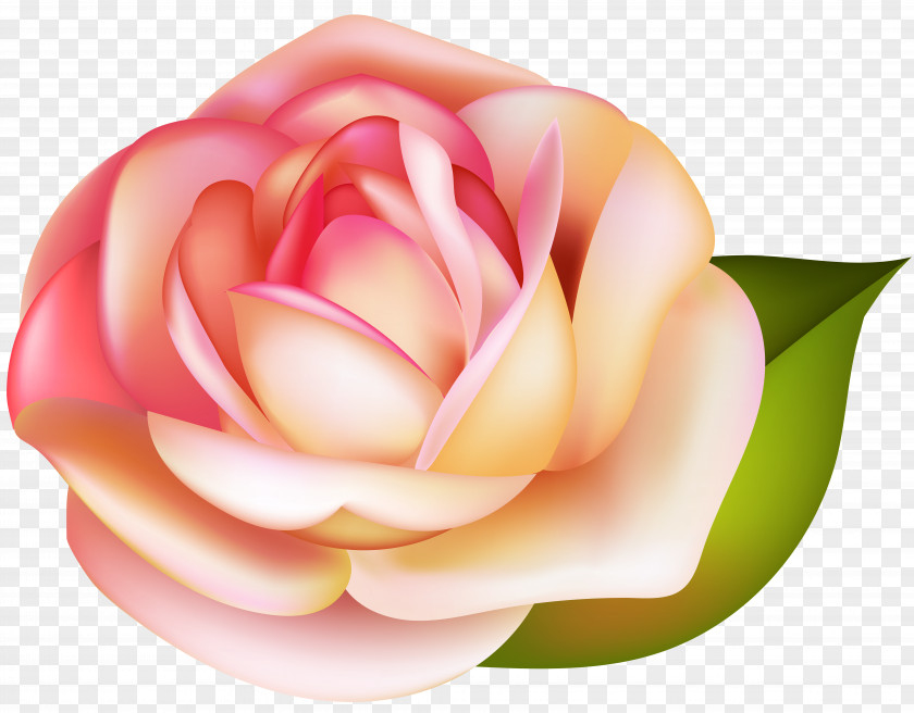 Rose Transparent Image Garden Roses Clip Art PNG