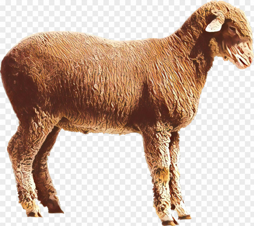 Sheep Boer Goat Pygmy Clip Art PNG