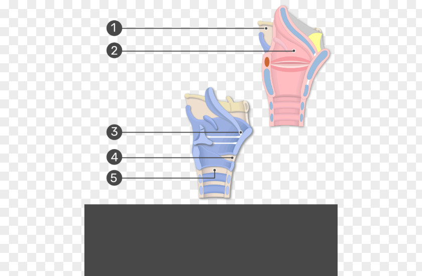 Thyroid Cartilage Thyroepiglottic Ligament Anatomy Larynx Joint PNG