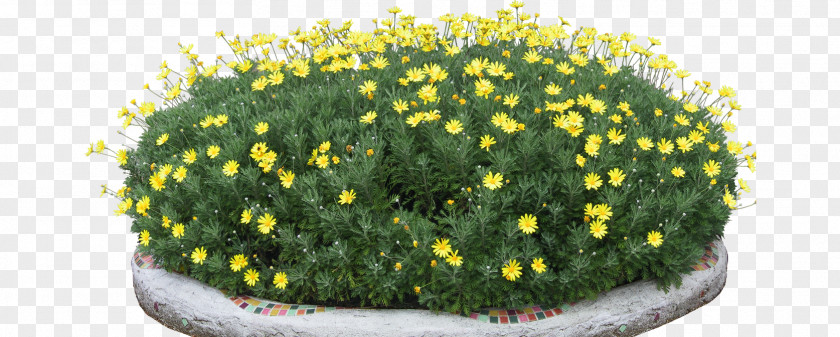 Gardening Chrysanthemum Animation Icon PNG