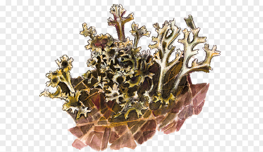 Olly Moss Edible Lichen Botany Illustration Iceland PNG