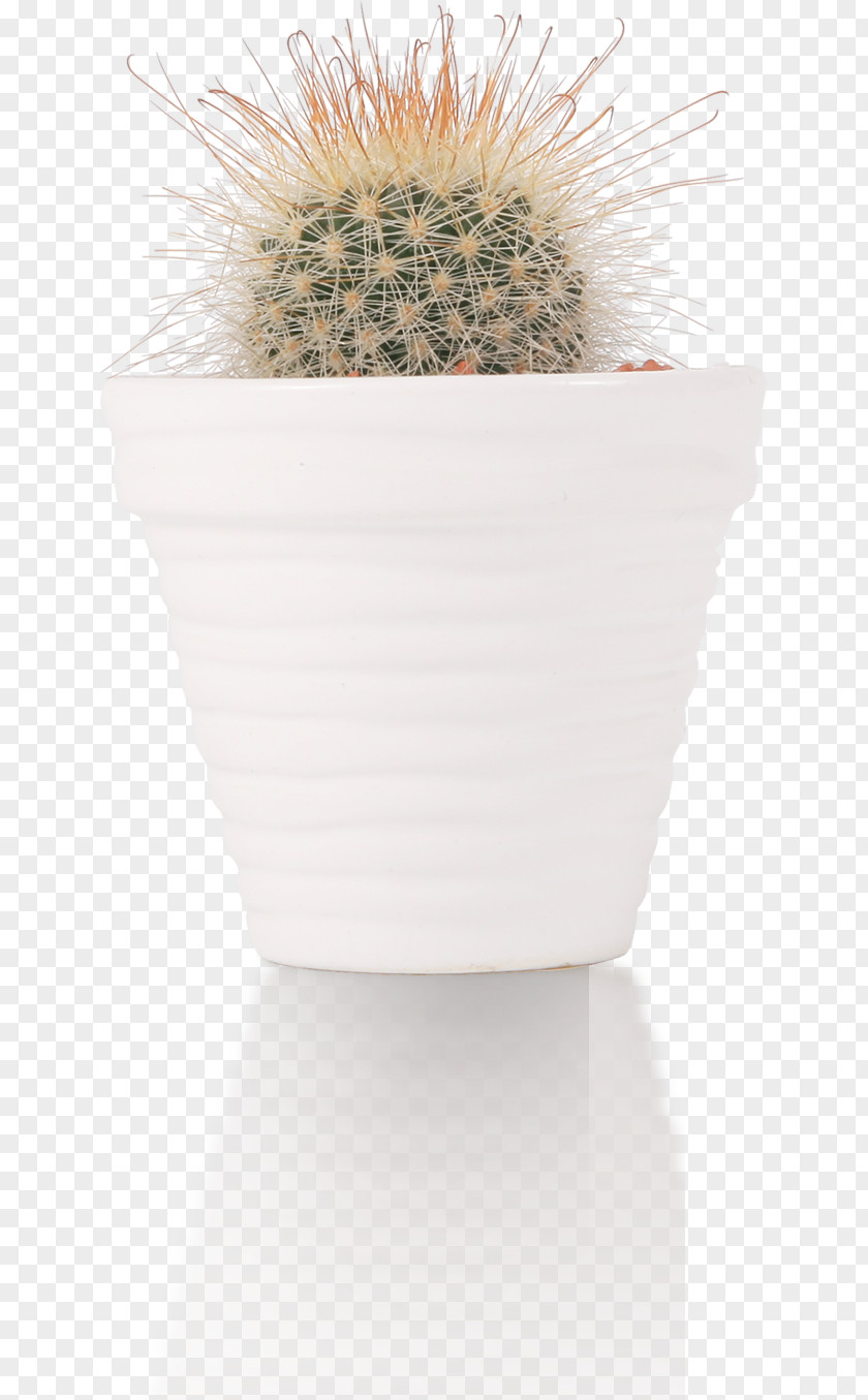 Cactus Cactaceae Flowerpot PNG