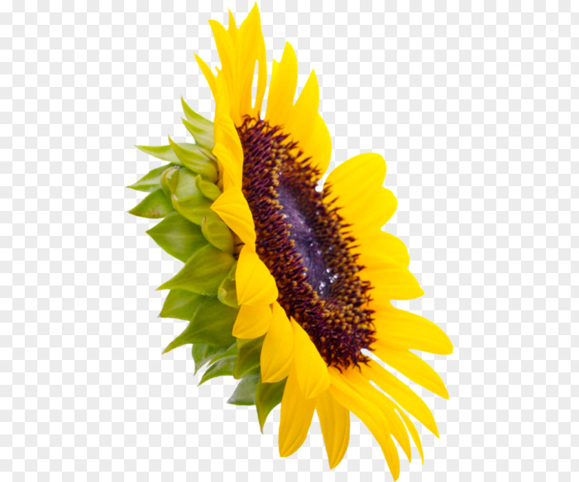 Flower Common Sunflower Seed Four Cut Sunflowers PNG