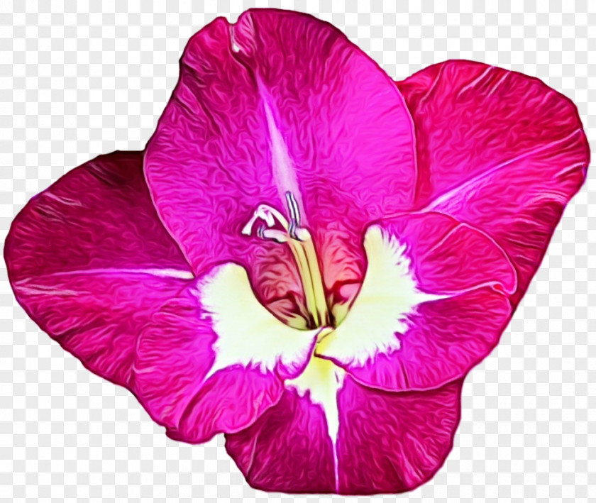 Hibiscus Morning Glory Flower Flowering Plant Petal Pink Purple PNG
