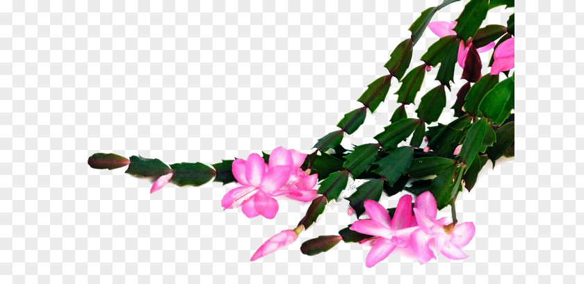 House Embryophyta Cut Flowers Houseplant Schlumbergera Truncata PNG