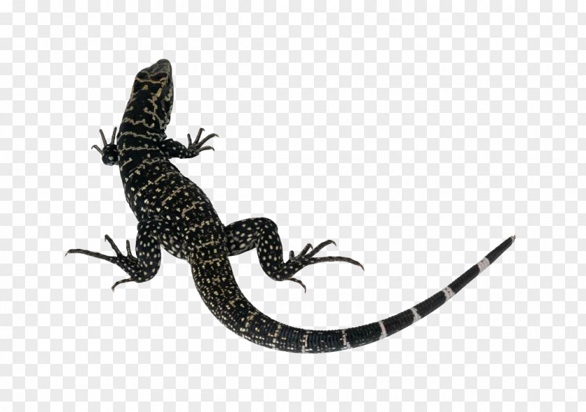 Lizard Reptile Common Iguanas Komodo Dragon Clip Art PNG