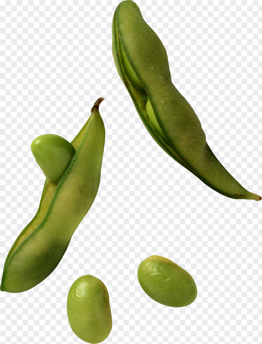 Pea Edamame Soy Milk Soybean Sprout PNG
