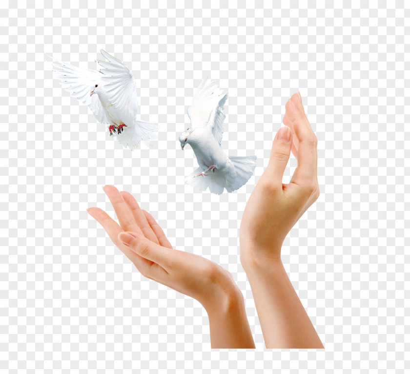 Pigeon Gesture Advertising Gratis Icon PNG