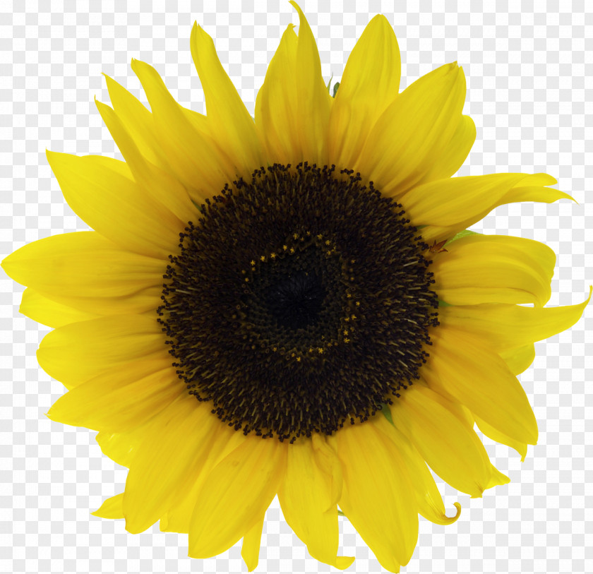 Sunflower Common Stock Photography Seed Clip Art PNG