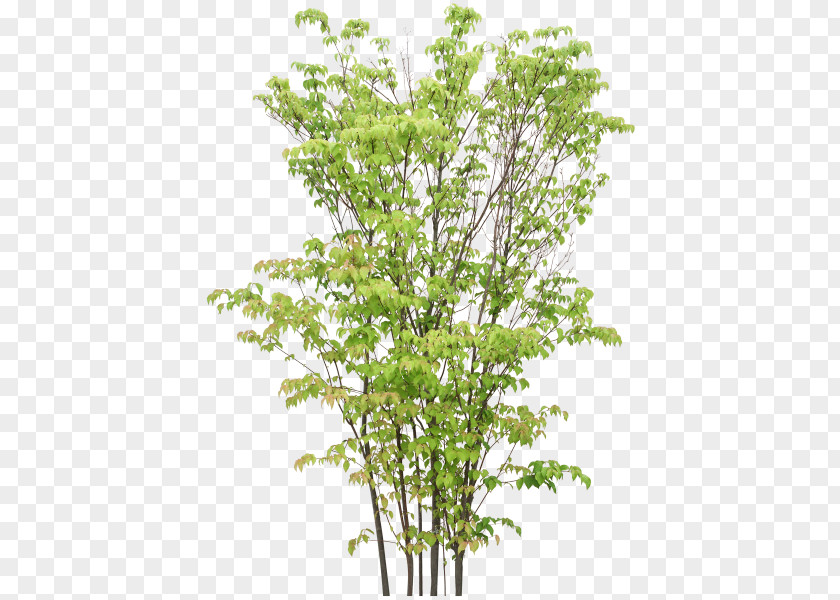 Tree Twig Treelet Shrub PNG