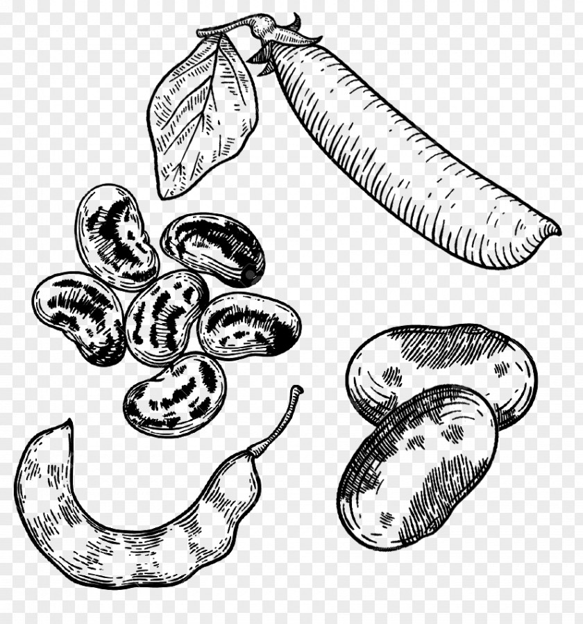 Cannellini Beans Rosemary Bean Legume Pea Vector Graphics Drawing PNG