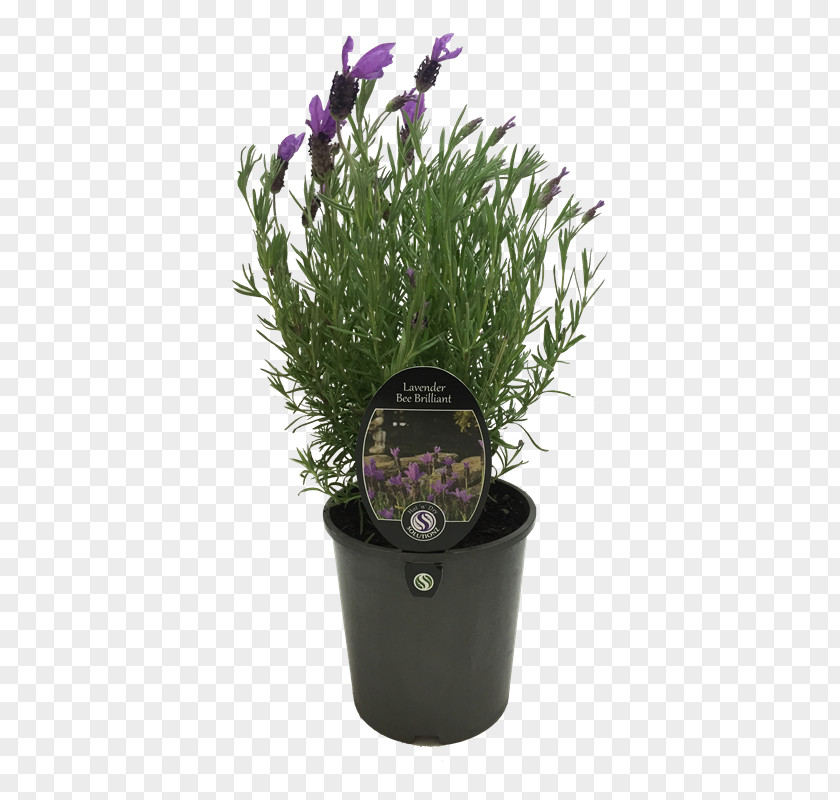 Lavender Plant Zanzibar Gem Flowerpot Succulent Parrot PNG