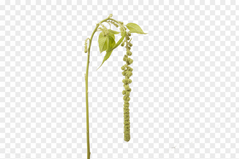 The Atmosphere Was Strewn With Flowers Holex Flower B.V. Plant Stem Leaf Amaranth PNG